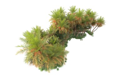 Arka planda izole edilmiş tropik orman düzeni. 3d görüntüleme - illüstrasyon