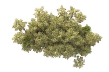 Arka planda izole edilmiş tropik orman düzeni. 3d görüntüleme - illüstrasyon