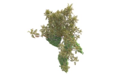 Arka planda izole edilmiş tropik orman düzeni. 3d görüntüleme - illüstrasyon