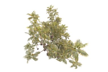 3D işlemeli palmiye ağaçları ve bahçe süslemeleri beyaz arka planda