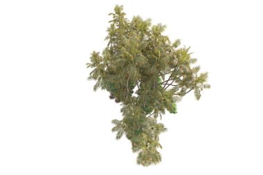 3D işlemeli palmiye ağaçları ve bahçe süslemeleri beyaz arka planda