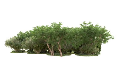 3D ağaçlar ve bahçe süslemeleri beyaz arka planda