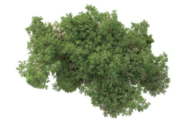 3D ağaçlar ve bahçe süslemeleri beyaz arka planda