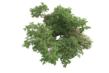 3D ağaçlar ve bahçe süslemeleri beyaz arka planda