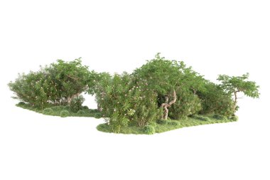 3D ağaçlar ve bahçe süslemeleri beyaz arka planda