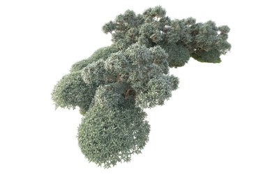 3D ağaçlar ve bahçe süslemeleri beyaz arka planda