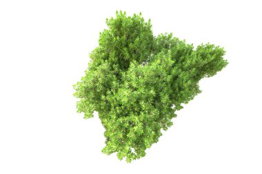 3D ağaçlar ve bahçe süslemeleri beyaz arka planda