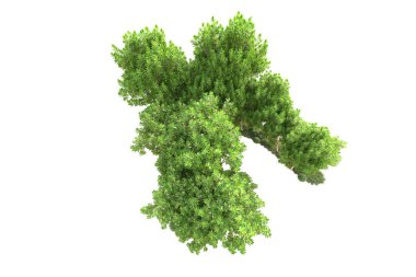 3D ağaçlar ve bahçe süslemeleri beyaz arka planda