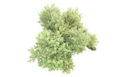Beyaz arka planda yeşil çalılıklar izole edilmiş. 3d görüntüleme - illüstrasyon 