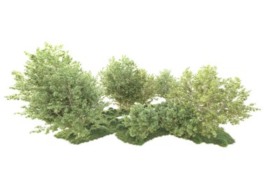 Beyaz arka planda yeşil çalılıklar izole edilmiş. 3d görüntüleme - illüstrasyon 