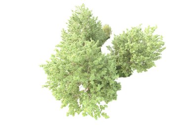 Beyaz arka planda yeşil çalılıklar izole edilmiş. 3d görüntüleme - illüstrasyon 