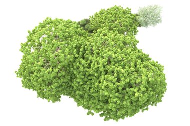 Beyaz arka planda yeşil çalılıklar izole edilmiş. 3d görüntüleme - illüstrasyon 