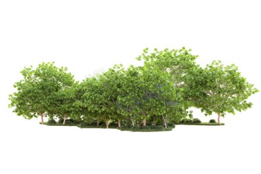 Beyaz arka planda yeşil çalılıklar izole edilmiş. 3d görüntüleme - illüstrasyon 