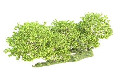 Beyaz arka planda yeşil çalılıklar izole edilmiş. 3d görüntüleme - illüstrasyon 