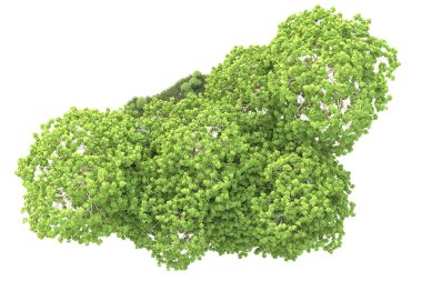 Beyaz arka planda yeşil çalılıklar izole edilmiş. 3d görüntüleme - illüstrasyon 