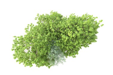 Beyaz arka planda yeşil çalılıklar izole edilmiş. 3d görüntüleme - illüstrasyon 