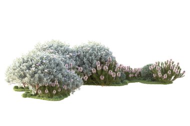 Beyaz arka planda yeşil çalılıklar izole edilmiş. 3d görüntüleme - illüstrasyon 