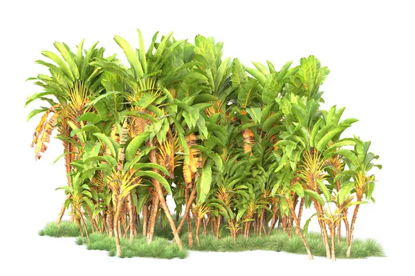Tropical forest arrangement isolated on background. 3d rendering - illustration