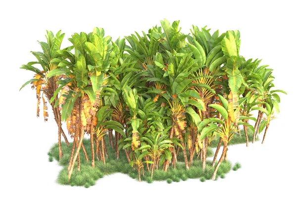 Аранжування Тропічних Лісів Ізольовано Фоні Візуалізація Ілюстрація — стокове фото