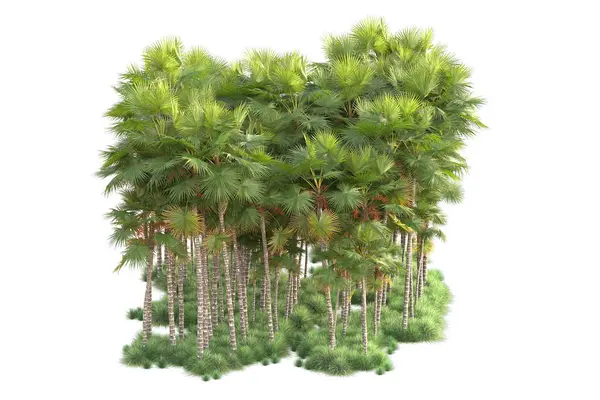 Tropiskt Skogsarrangemang Isolerat Bakgrunden Återgivning Illustration — Stockfoto