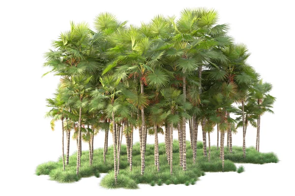 Tropical Forest Arrangement Isolated Background Rendering Illustration — Stock Photo, Image