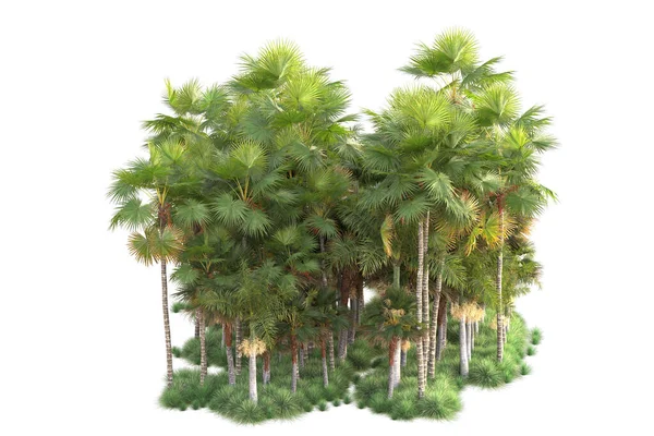 Disposizione Della Foresta Tropicale Isolata Sullo Sfondo Rendering Illustrazione — Foto Stock