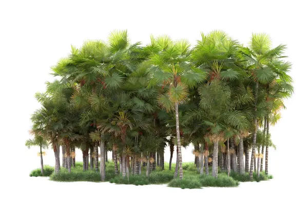 Arka Planda Izole Edilmiş Tropik Orman Düzeni Görüntüleme Illüstrasyon — Stok fotoğraf