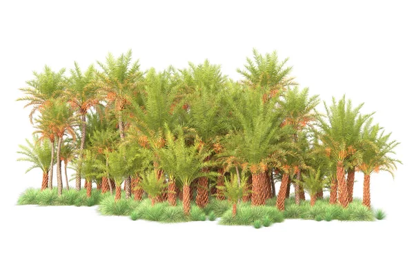 Tropical forest arrangement isolated on background. 3d rendering - illustration