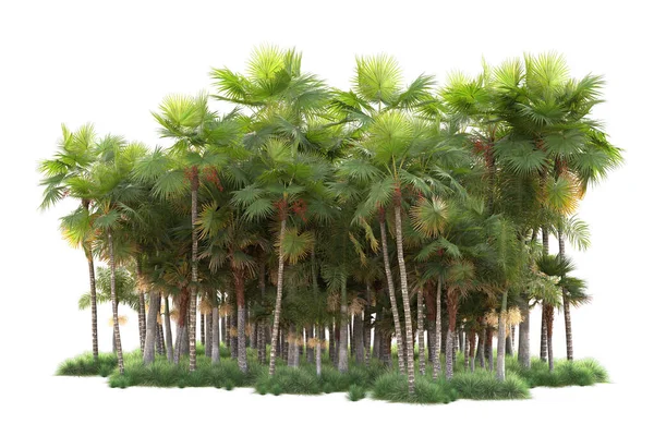 Tropical Forest Arrangement Isolated Background Rendering Illustration — Stock Photo, Image