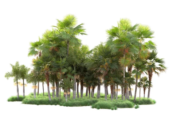 Arka Planda Izole Edilmiş Tropik Orman Düzeni Görüntüleme Illüstrasyon — Stok fotoğraf