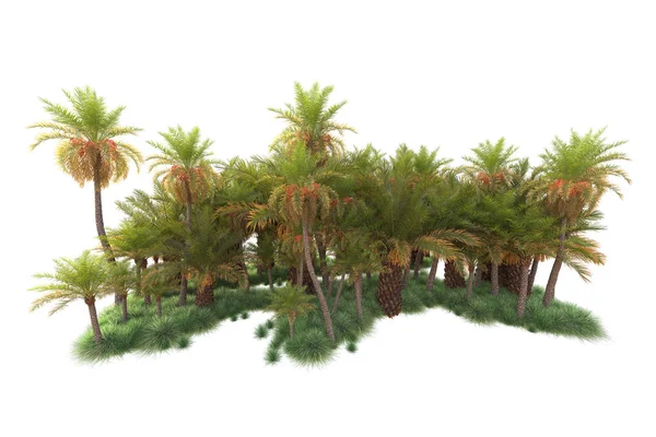Tropikalny Układ Leśny Odizolowany Tle Renderowanie Ilustracja — Zdjęcie stockowe