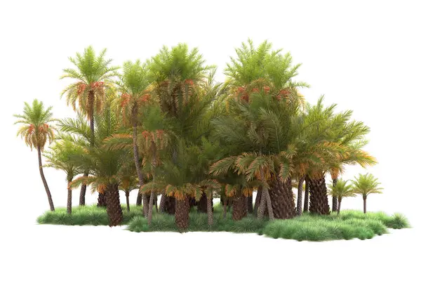 Тропический Лес Расположение Изолированы Заднем Плане Рендеринг Иллюстрация — стоковое фото