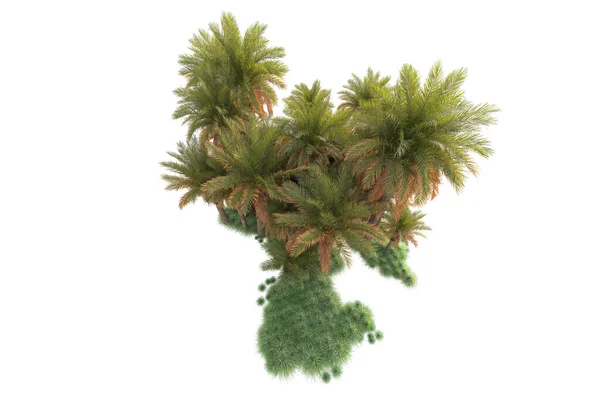 Disposizione Della Foresta Tropicale Isolata Sullo Sfondo Rendering Illustrazione — Foto Stock