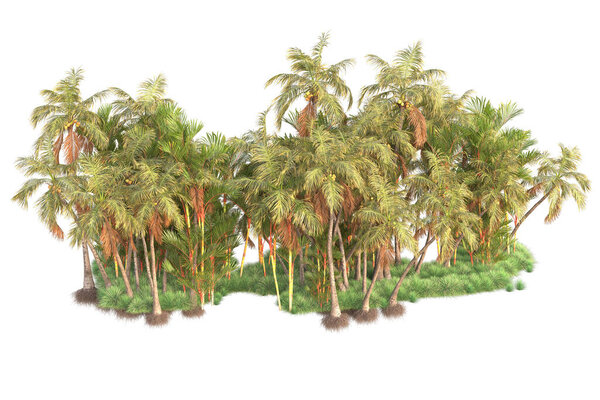 Tropical forest arrangement isolated on background. 3d rendering - illustration