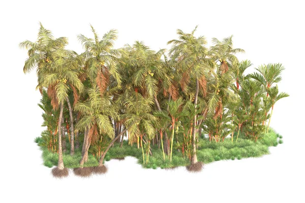 Arreglo Forestal Tropical Aislado Sobre Fondo Representación Ilustración — Foto de Stock