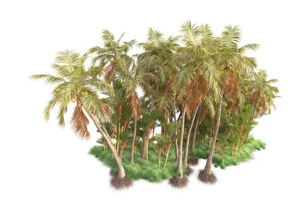 背景孤立的热带森林安排 3D渲染 — 图库照片