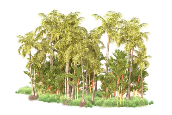 Arreglo Forestal Tropical Aislado Sobre Fondo Representación Ilustración —  Fotos de Stock