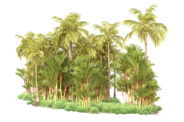 Tropisch Bosgebied Geïsoleerd Achtergrond Weergave Illustratie — Stockfoto