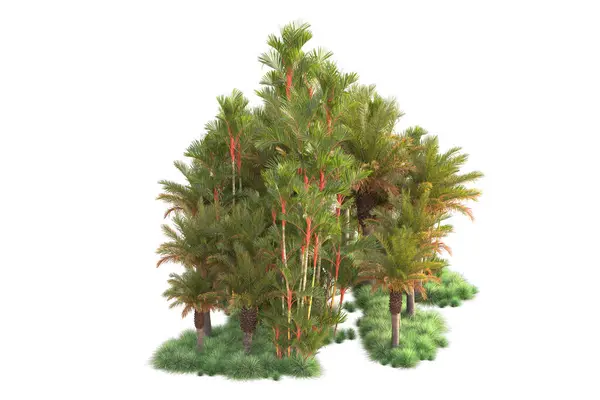 Tropenwald Anordnung Isoliert Hintergrund Darstellung Illustration — Stockfoto