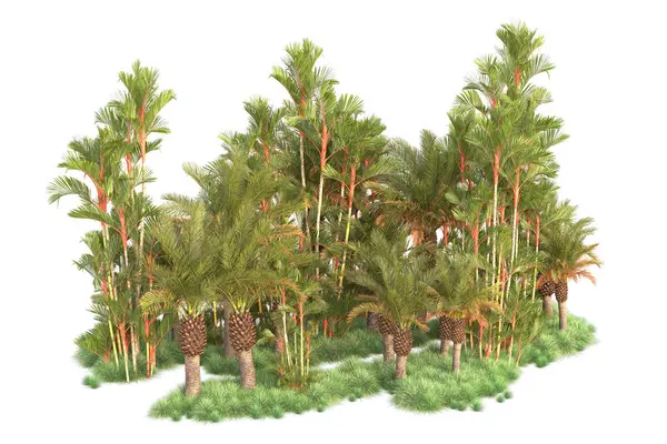 Tropiskt Skogsarrangemang Isolerat Bakgrunden Återgivning Illustration — Stockfoto