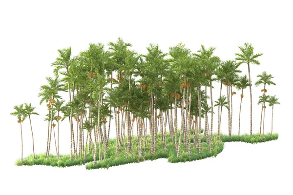 Vykreslené Palmy Zahradní Dekorace Keře Bílém Pozadí — Stock fotografie