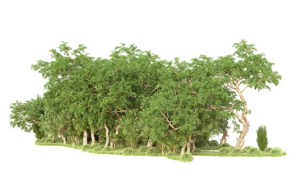 Árboles Renderizados Arbustos Decoración Jardín Sobre Fondo Blanco —  Fotos de Stock
