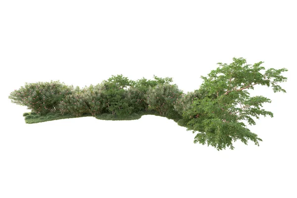 3Dレンダリングされた木と庭の装飾が白い背景に低木 — ストック写真