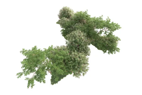 Дерево людина: картинки, стокові Дерево людина фотографії, зображення ...