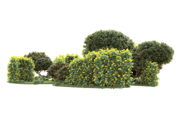 Resi Alberi Arbusti Decorazione Del Giardino Uno Sfondo Bianco — Foto Stock