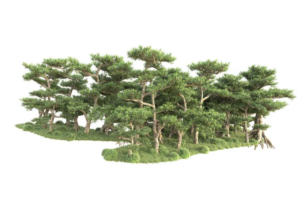 Ağaçlar Bahçe Süslemeleri Beyaz Arka Planda — Stok fotoğraf