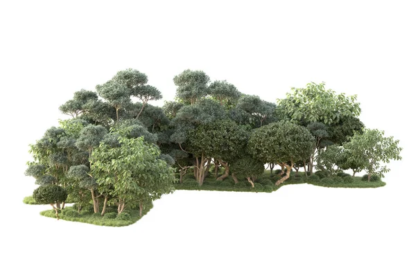Зображені Дерева Садові Прикраси Чагарників Білому Тлі — стокове фото