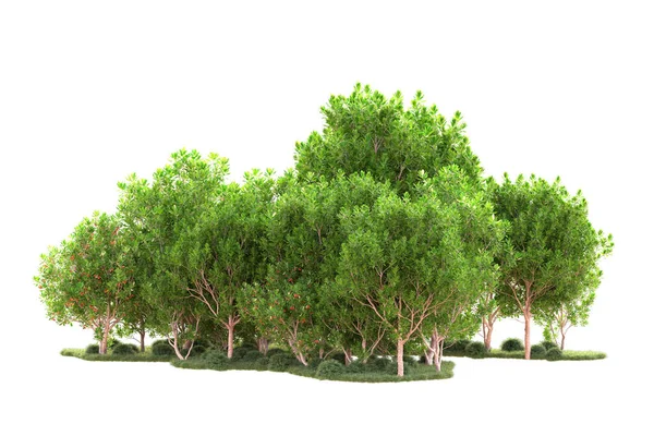 3D棵树和花园装饰灌木 白色背景 — 图库照片