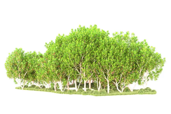 Resi Alberi Arbusti Decorazione Del Giardino Uno Sfondo Bianco — Foto Stock