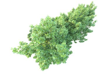 Beyaz arka planda yeşil arazi izole edilmiş. 3d görüntüleme - illüstrasyon